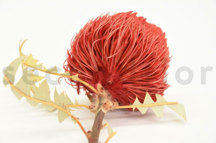 Banksia Baxteri getrocknet