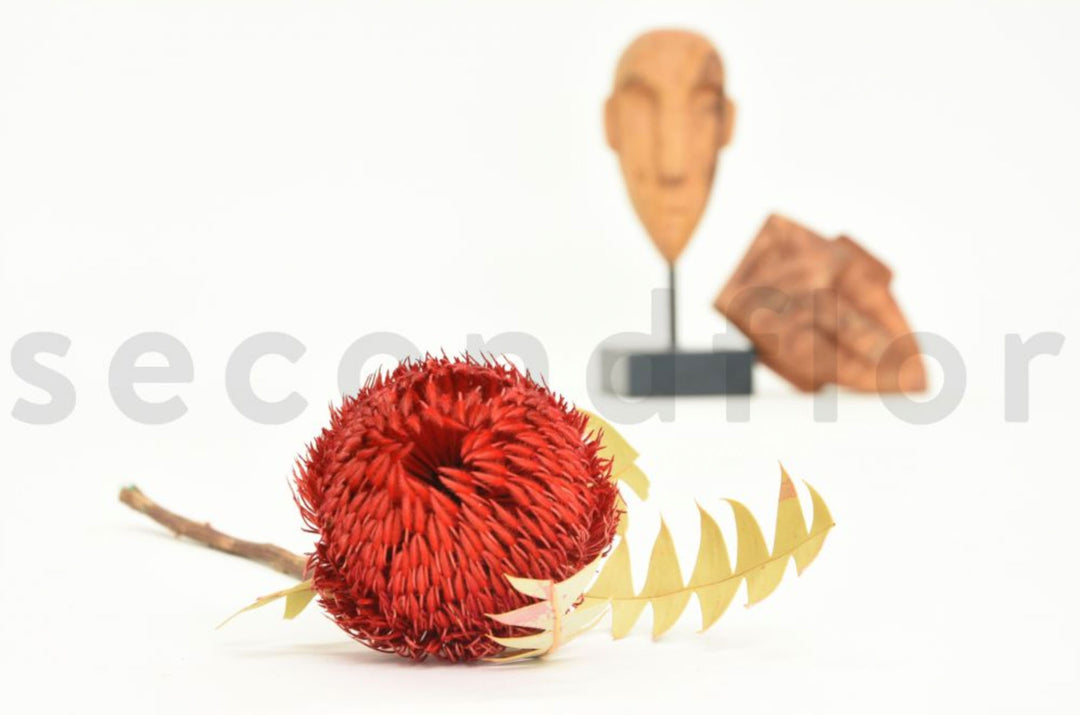 Banksia Baxteri getrocknet