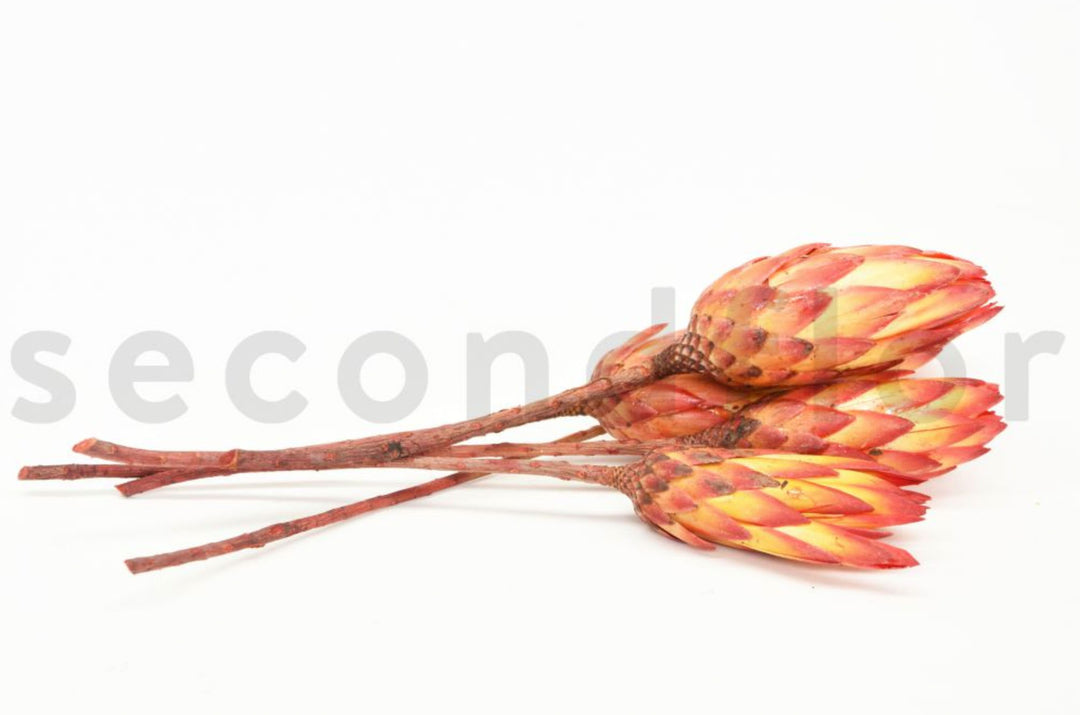 Protea Repens getrocknet