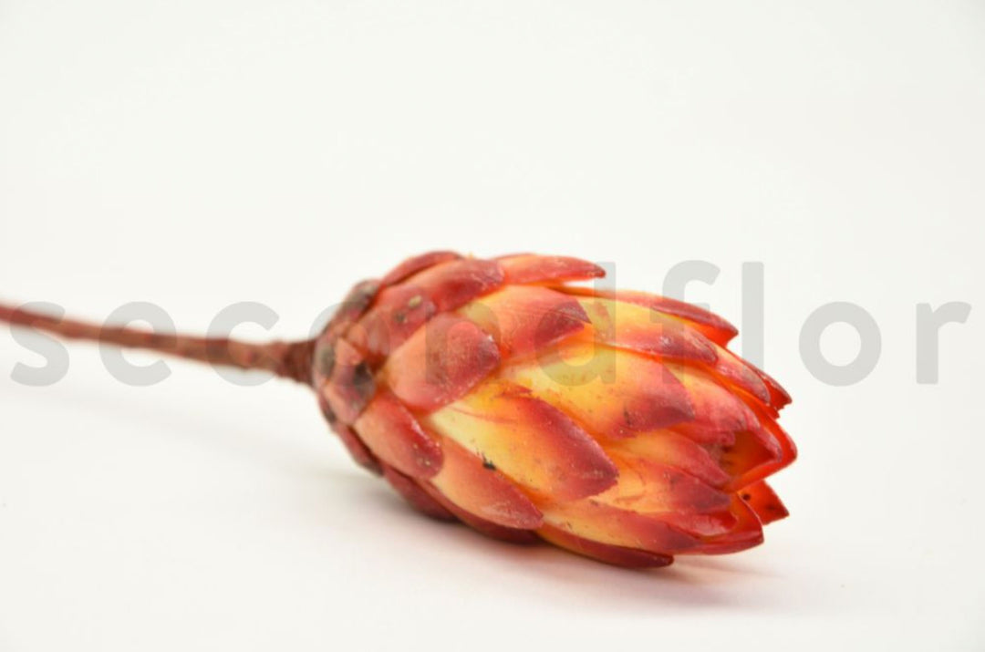 Protea Repens getrocknet