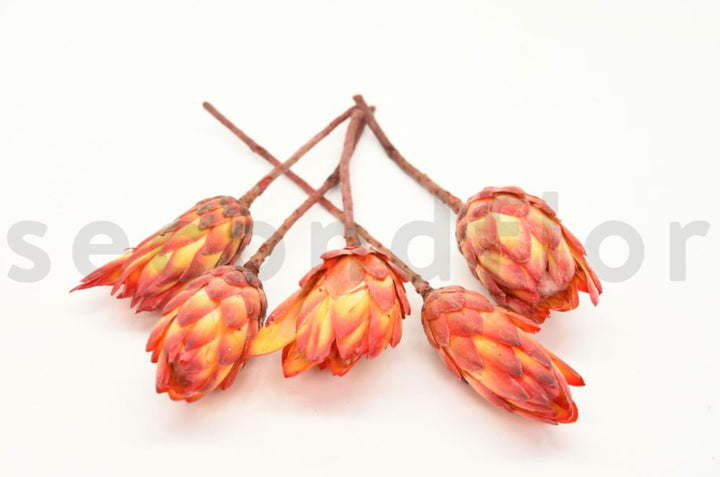 Protea Repens getrocknet