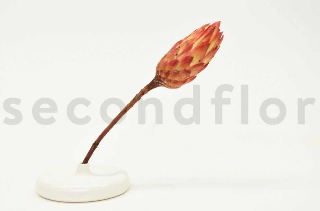 Protea Repens getrocknet