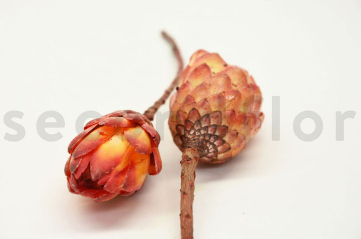 Protea Repens getrocknet
