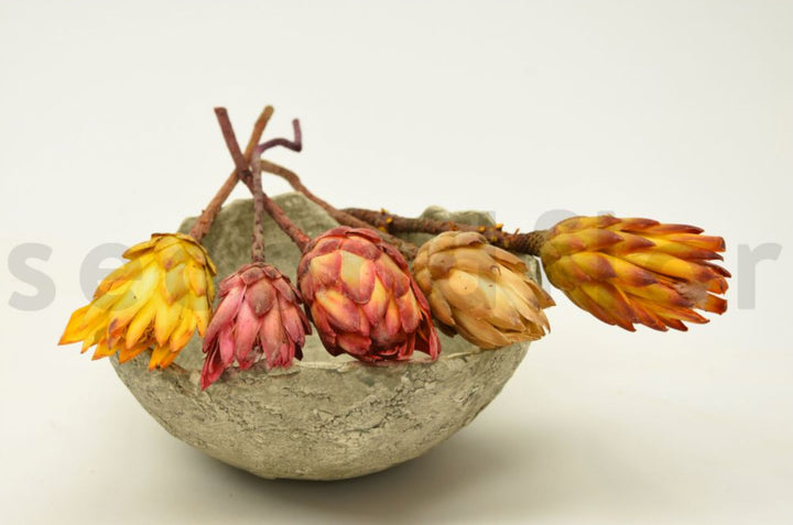 Protea Repens getrocknet