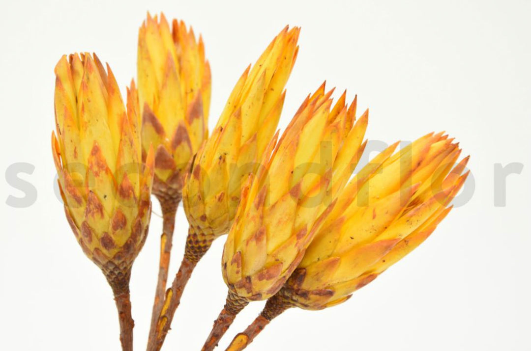 Protea Repens getrocknet