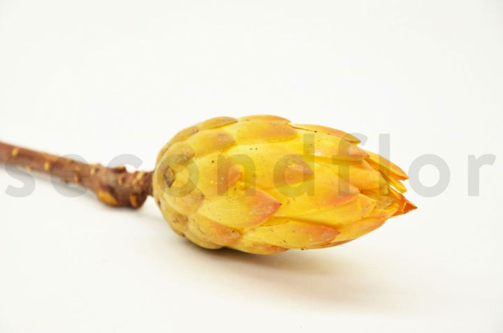 Protea Repens getrocknet