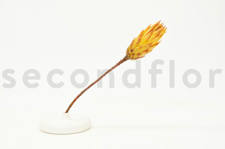 Protea Repens getrocknet