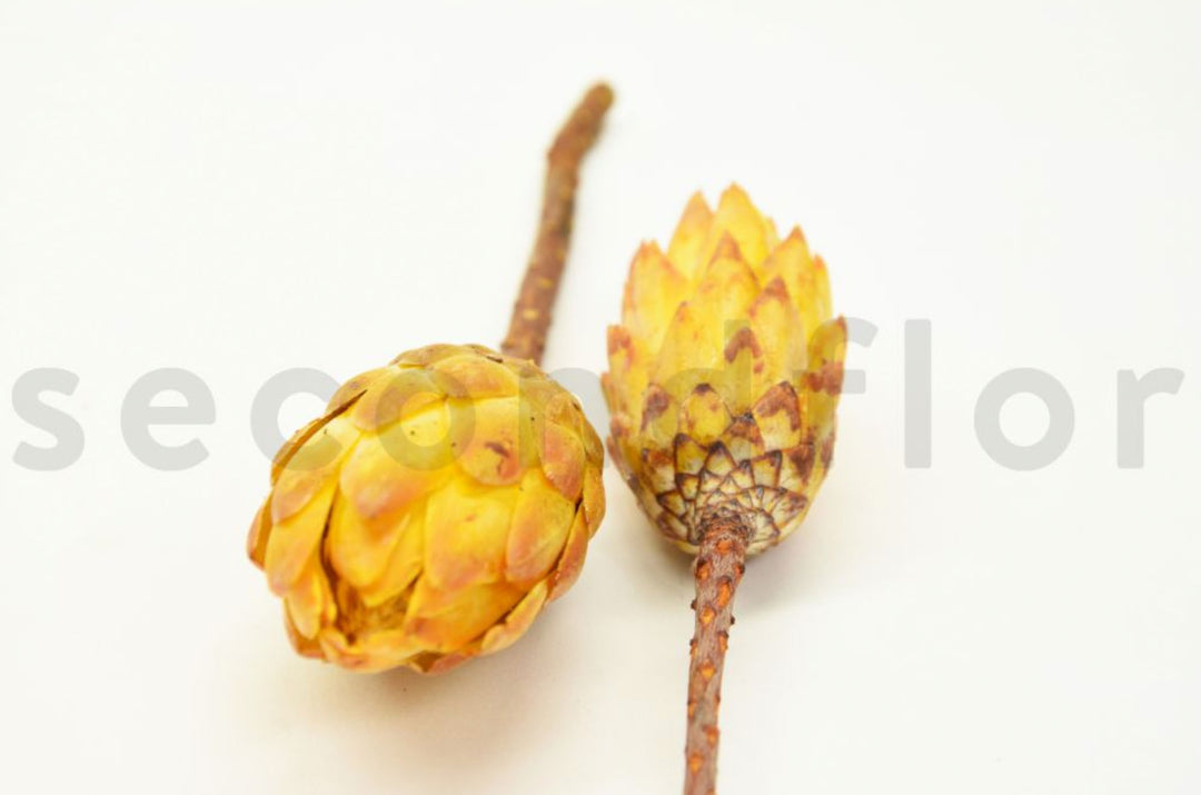 Protea Repens getrocknet